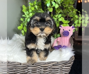 Poovanese Puppy for sale in FRANKLIN, IN, USA