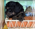 Small #3 Bernedoodle (Miniature)