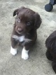 Small Photo #1 Australian Shepherd Puppy For Sale in WALTON, KY, USA