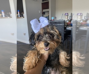 Yorkie Pin-YorkiePoo Mix Puppy for sale in VIRGINIA BEACH, VA, USA