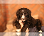Small Photo #1 Sheepadoodle Puppy For Sale in STANLEY, VA, USA