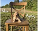 Small #5 Goldendoodle