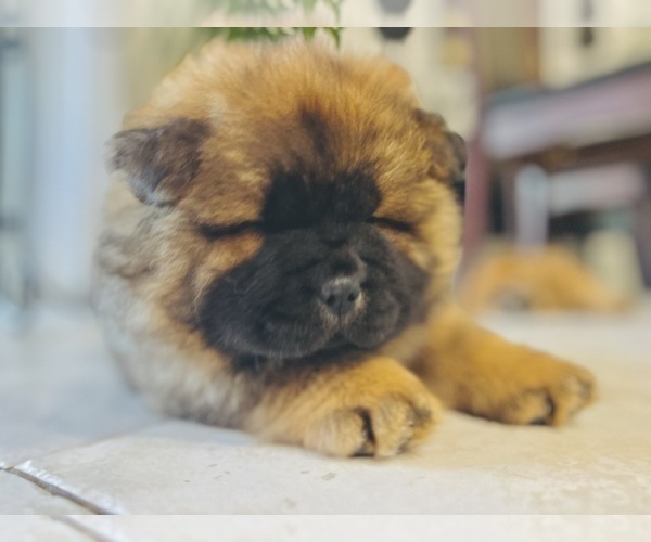 Medium Photo #2 Chow Chow Puppy For Sale in WEST PALM BEACH, FL, USA