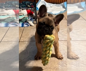 French Bulldog Puppy for sale in PORT SAINT LUCIE, FL, USA