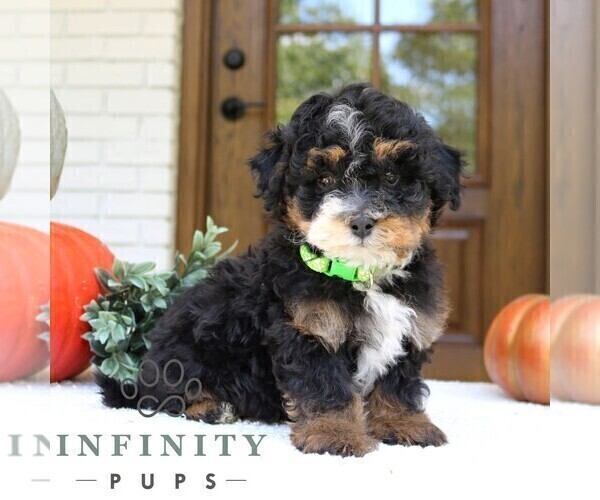 Medium Photo #3 Bernedoodle (Miniature) Puppy For Sale in PARADISE, PA, USA