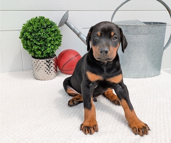 Medium Photo #4 Doberman Pinscher Puppy For Sale in GOSHEN, IN, USA