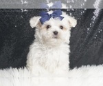 Puppy Yeti Maltese