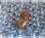 Small #1 Cavapoo (Miniature)