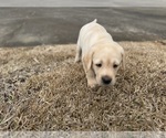 Small #40 Labrador Retriever