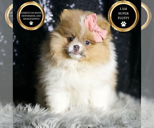 Medium Photo #3 Pomeranian Puppy For Sale in WARSAW, IN, USA