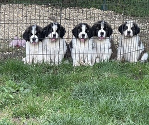 Saint Bernard Puppy for sale in WADSWORTH, OH, USA