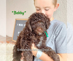 Puppy 2 Poodle (Miniature)-Poodle (Standard) Mix