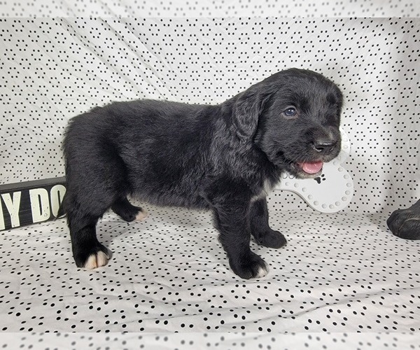 Medium Photo #25 Golden Mountain Dog Puppy For Sale in BLACK FOREST, CO, USA