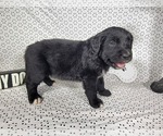Small #2 Golden Mountain Dog