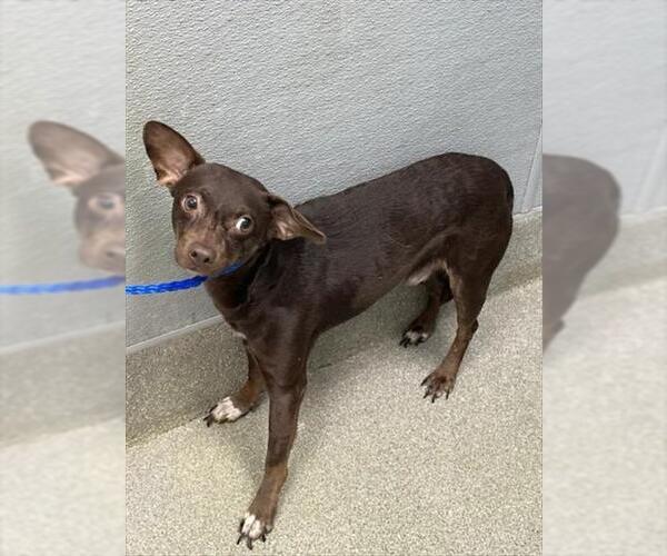 Medium Photo #1 Chihuahua-Unknown Mix Puppy For Sale in Las Vegas, NV, USA