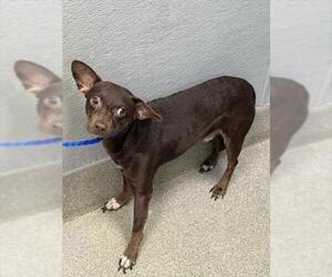 Chihuahua-Unknown Mix Dogs for adoption in Las Vegas, NV, USA