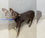 Small Chihuahua Mix