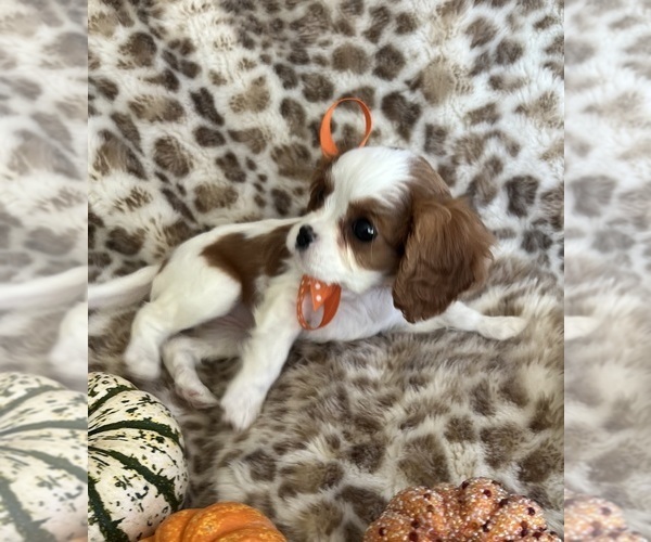 Medium Photo #2 Cavalier King Charles Spaniel Puppy For Sale in ABILENE, TX, USA