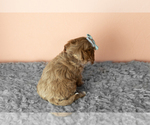 Small #7 Cavapoo mix (+ Poodle Miniature)