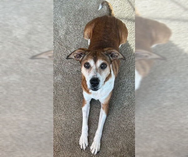 Medium Photo #5 Bogle Puppy For Sale in Wakefield, RI, USA