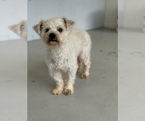 Benson #2578 - Male Poodle (Miniature) Dog for Adoption - Photo #4
