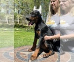 Small Photo #3 Doberman Pinscher Puppy For Sale in NEWTON, NC, USA