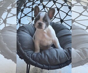 French Bulldog Puppy for Sale in ARDMORE, Oklahoma USA