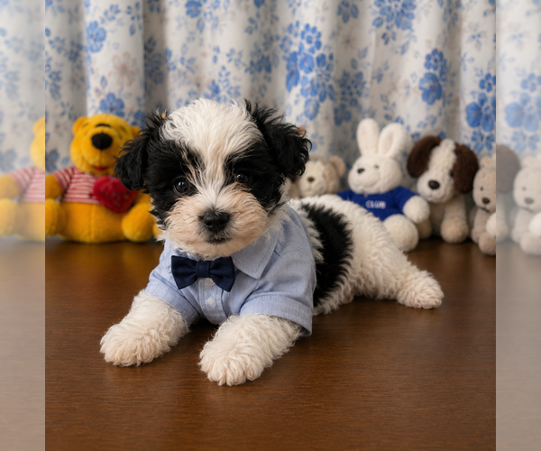 Medium Photo #7 Morkie Puppy For Sale in DURHAM, CT, USA
