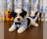 Small #6 Morkie