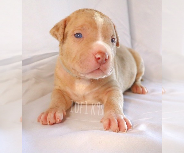 Medium Photo #21 American Bully Puppy For Sale in PALMDALE, CA, USA