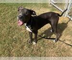 Small #1 Labrador Retriever Mix