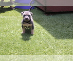 Puppy Puppy 3 Black American Bully