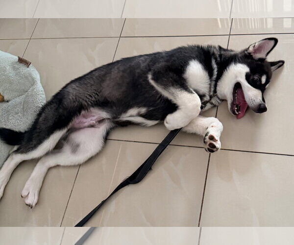 Medium Photo #3 Alaskan Malamute-Unknown Mix Puppy For Sale in Oakland Park, FL, USA