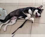 Small #2 Alaskan Malamute Mix