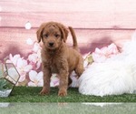 Small Photo #2 Goldendoodle Puppy For Sale in MARIETTA, GA, USA