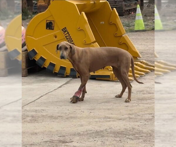 Medium Photo #3 Rhodesian Ridgeback Puppy For Sale in Dumont, NJ, USA