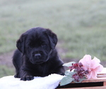 Puppy Bristol Labrador Retriever
