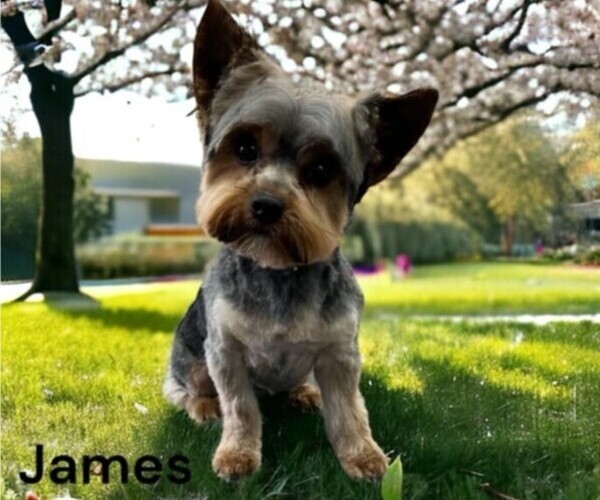 Medium Photo #1 Carkie Puppy For Sale in SAINT PAUL, MN, USA