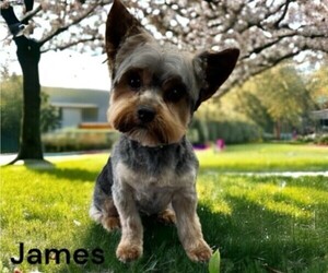 Father of the Carkie puppies born on 05/17/2025