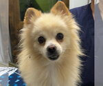 Small Pomeranian