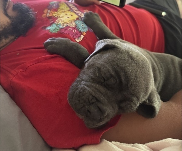 Medium Photo #6 Cane Corso Puppy For Sale in BARBOURSVILLE, VA, USA