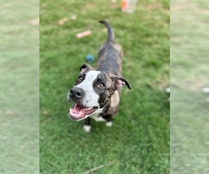 Bella - Female American Staffordshire Terrier-German Shepherd Dog Mix Dog for Adoption - Photo #15
