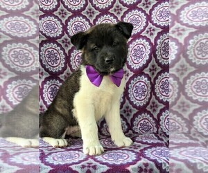 Akita Puppy for sale in PARADISE, PA, USA