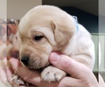Small #10 Labrador Retriever