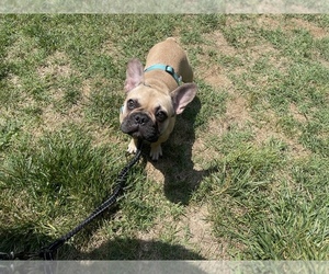 French Bulldog Puppy for sale in VIRGINIA BEACH, VA, USA