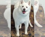 Small #11 Pomeranian Mix