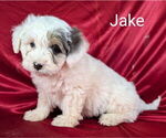 Puppy Jake Bernedoodle (Miniature)
