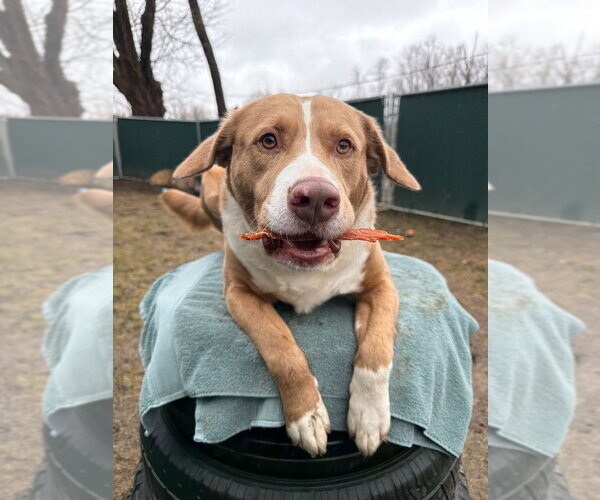 Medium Photo #7 Australian Shepherd-Catahoula Leopard Dog Mix Puppy For Sale in Brewster, NY, USA