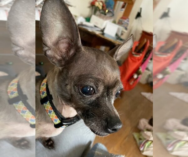 Medium Photo #4 Chihuahua Puppy For Sale in WESTHAMPTON, MA, USA
