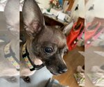 Small #3 Chihuahua